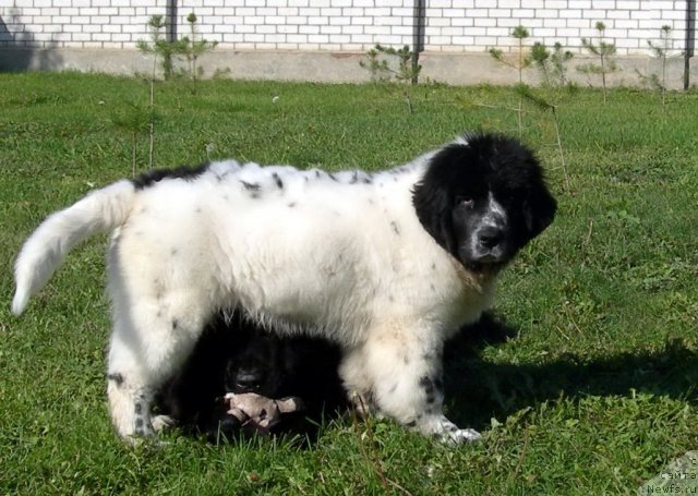 Фотография № 50459