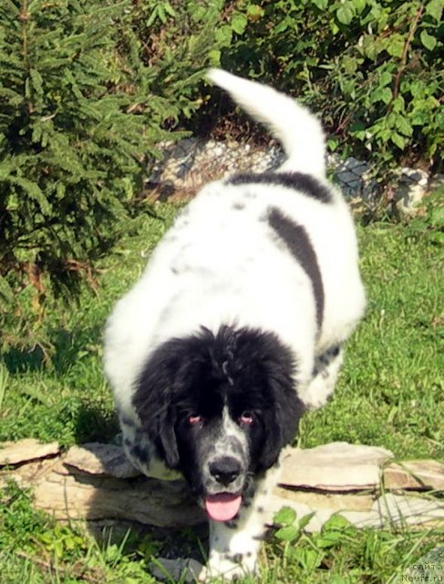 Фото: ньюфаундленд Akvian Song Zefir (Аквиан Сонг Зефир)