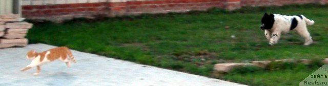 Фотография № 50468