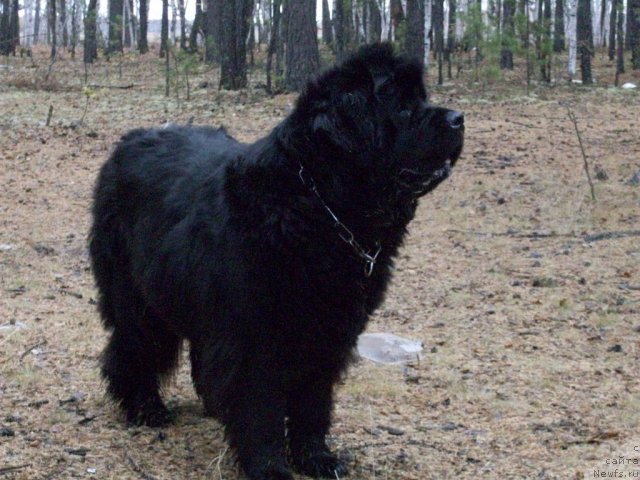 Фото: ньюфаундленд Yarada iz Sibirskoy Glubinki (Ярада из Сибирской Глубинки)