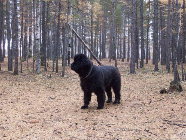 Фото: ньюфаундленд Karat iz Medvejyego Yara (Карат из Медвежьего Яра)