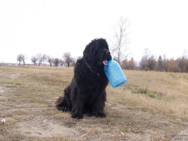 Фото: ньюфаундленд Yarada iz Sibirskoy Glubinki (Ярада из Сибирской Глубинки)