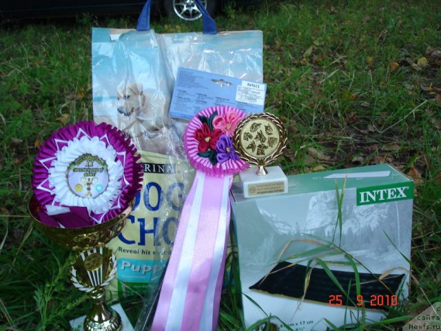 Фото: ньюфаундленд Beguschaya po Volnam Hasta la Vista (Бегущая по Волнам Хаста ла Виста)