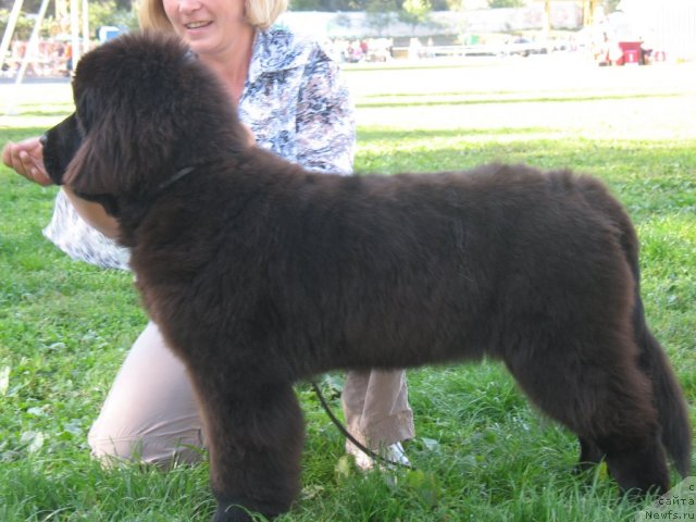 Фото: ньюфаундленд Beguschaya po Volnam Hasta la Vista (Бегущая по Волнам Хаста ла Виста)