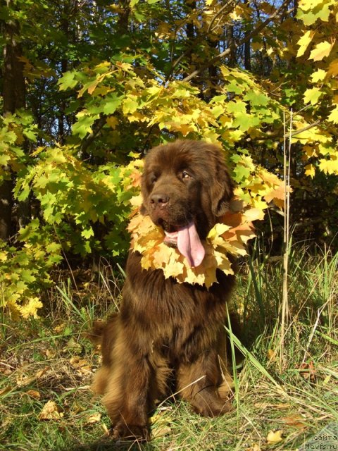 Фото: ньюфаундленд Barhatka Roskoshnaya (Бархатка Роскошная)