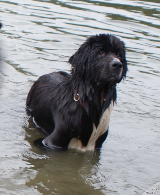Фото: ньюфаундленд Super Bizon Gera (Супер Бизон Гера)