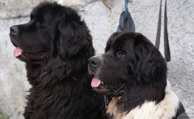 Фото: Тимошка, ньюфаундленд Super Bizon Gera (Супер Бизон Гера)