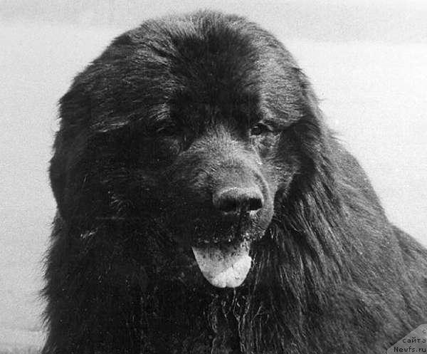 Фото: ньюфаундленд Sanchio YAngdjey (Санчио Янгджей)