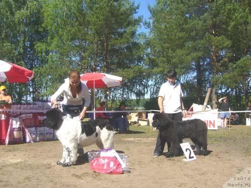 Фото: ньюфаундленд Super Bizon Argo (Супер Бизон Арго), ньюфаундленд Akin Soul Sofiya (Акин Соул София)