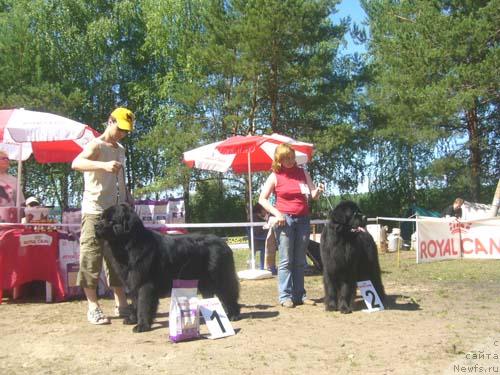 Фото: ньюфаундленд Antey Trevellerintaym (Антей Тревеллеринтайм), ньюфаундленд Nijumast Samson (Ньюмаст Самсон)