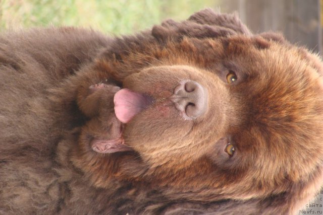 Фото: ньюфаундленд Super Premium Bethoven (Супер Премиум Бетховен)