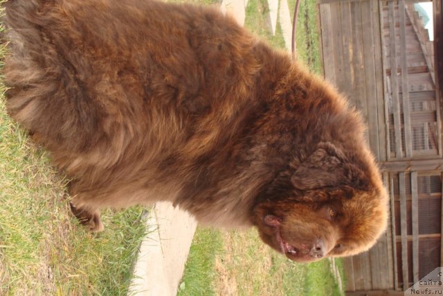 Фото: ньюфаундленд Super Premium Bethoven (Супер Премиум Бетховен)