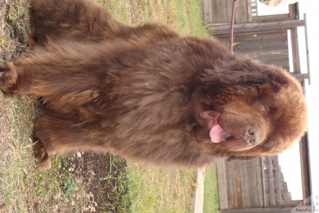 Фото: ньюфаундленд Super Premium Bethoven (Супер Премиум Бетховен)