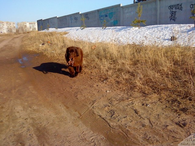 Фото: ньюфаундленд Koketka ot CHannel iz Medvej'ego YAra (Кокетка от Чаннел из Медвежьего Яра)