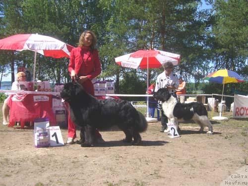 Фото: ньюфаундленд Vein Vest, ньюфаундленд Daanich Flirt Rokoko (Даанич Флирт Рококо)