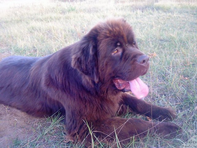 Фото: ньюфаундленд Koketka ot CHannel iz Medvej'ego YAra (Кокетка от Чаннел из Медвежьего Яра)