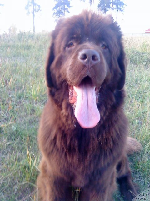 Фото: ньюфаундленд Koketka ot CHannel iz Medvej'ego YAra (Кокетка от Чаннел из Медвежьего Яра)