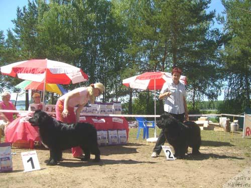 Фото: ньюфаундленд Nijumast Nirvana (Ньюмаст Нирвана), ньюфаундленд Obush SHed CHarleya (Обуш Шед Чарлея)