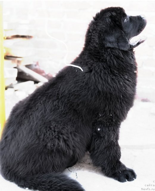 Фото: ньюфаундленд Ark Veles (Арк Велес)