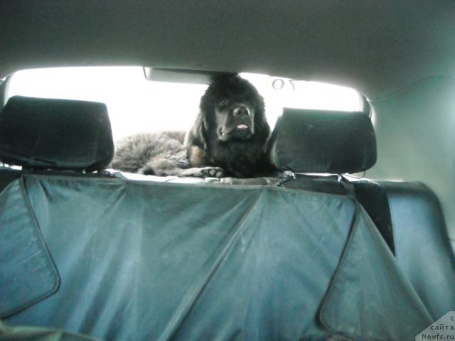 Фото: ньюфаундленд Tselogo Mira Malo iz Arkaima (Целого Мира Мало из Аркаима)