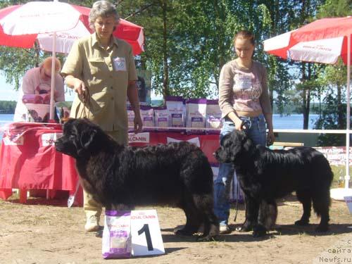 Фото: ньюфаундленд Sent Djons Jizel' (Сент Джонс Жизель), ньюфаундленд Sangriya (Сангрия)