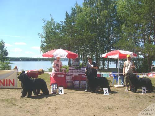 Фото: ньюфаундленд Favorite Nika's iz Medvejyego Yara (Фаворит Никас из Медвежьего Яра), ньюфаундленд Obush Shed Edisson Nicole (Обуш Шед Эдисон Николь), ньюфаундленд Antey Trevellerintaym (Антей Тревеллеринтайм)