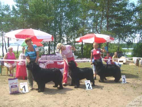 Фото: ньюфаундленд Eyforia iz Medvejyego Yara (Эйфория из Медвежьего Яра), ньюфаундленд Nijumast Nirvana (Ньюмаст Нирвана), ньюфаундленд Nijumast Nicole (Ньюмаст Николь)