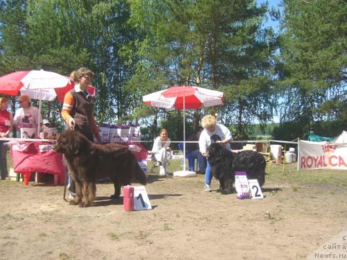 Фото: ньюфаундленд Koka Kola's Immidj Star YEmr Favorit (Кока Кола'с Иммидж Стар Эмр Фаворит), ньюфаундленд Madam Gabo Ciola (Мадам Габо Циола)