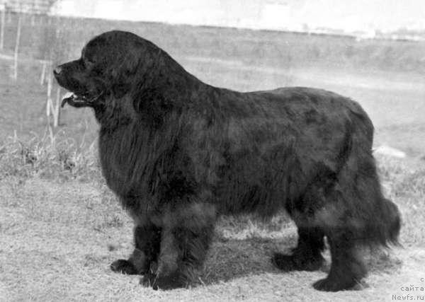 Фото: ньюфаундленд Sabina YAngdjey (Сабина Янгджей)