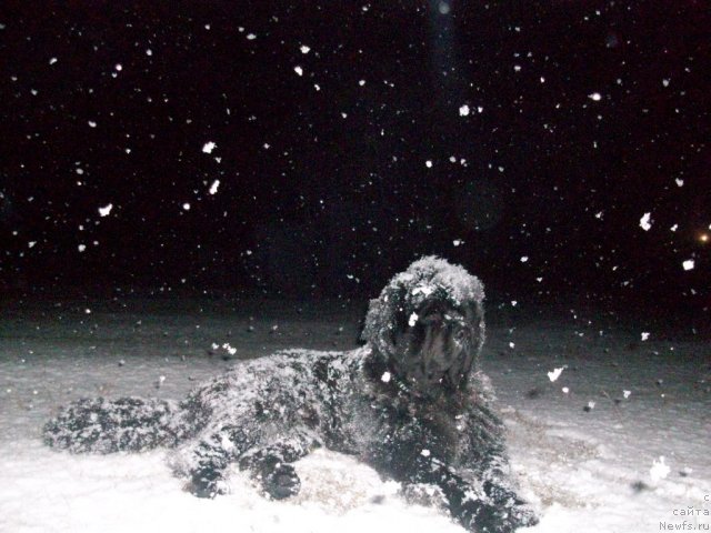 Фото: ньюфаундленд Karat iz Medvejyego Yara (Карат из Медвежьего Яра)