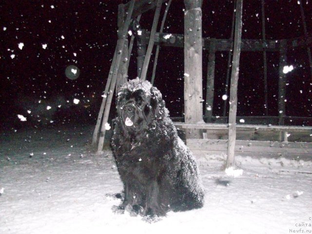 Фото: ньюфаундленд Yarada iz Sibirskoy Glubinki (Ярада из Сибирской Глубинки)