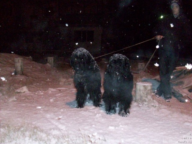 Фото: ньюфаундленд Yarada iz Sibirskoy Glubinki (Ярада из Сибирской Глубинки)