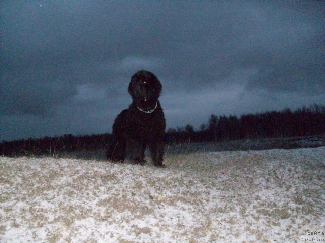 Фото: ньюфаундленд Karat iz Medvejyego Yara (Карат из Медвежьего Яра)