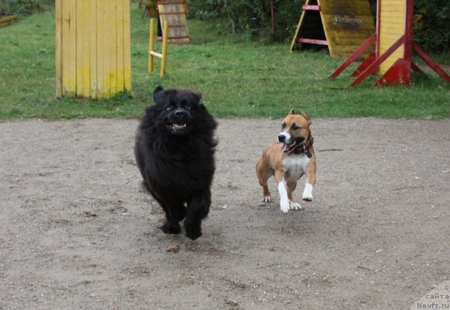 Фото: ньюфаундленд CHansi iz Zolotogo Treugol'nika (Чанси из Золотого Треугольника), ам.стаф Норд