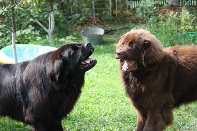 Фото: ньюфаундленд CHansi iz Zolotogo Treugol'nika (Чанси из Золотого Треугольника), ньюфаундленд Chernyi Sharm Angel'skaya Krasota (Черный Шарм Ангельская Красота)