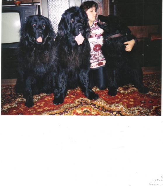 Фото: ньюфаундленд Brayt Norday YUt (Брайт Нордай Ют), ньюфаундленд Pet-Gaffi-Yut-Tot (Пет-Гаффи-Ют-Тот), YAna Nifontova (Яна Нифонтова)