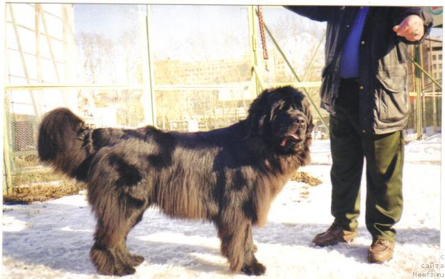 Фото: ньюфаундленд Kay Bolshoy Malish (Кай Большой Малыш)