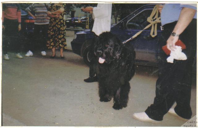 Фото: ньюфаундленд Kay Bolshoy Malish (Кай Большой Малыш)