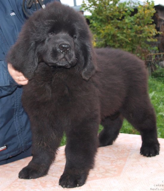 Фото: Дар СвеЗы Юнесса Корона Аустралис 2, 5 мес и Катя Варваркина