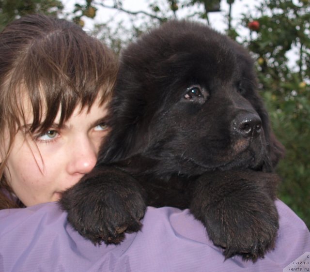 Фото: Дар СвеЗы Юриэль Корона Бореалис 2, 5 мес и Катя Варваркина