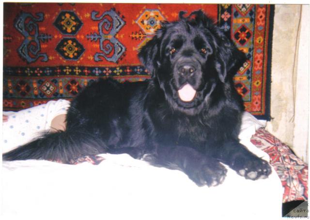 Фото: ньюфаундленд Sabina Bolshoy Malysh (Сабина Большой Малыш)