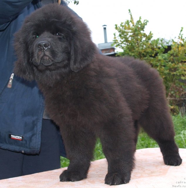 Фото: Дар СвеЗы Юриэль Корона Бореалис 2, 5 мес и Катя Варваркина