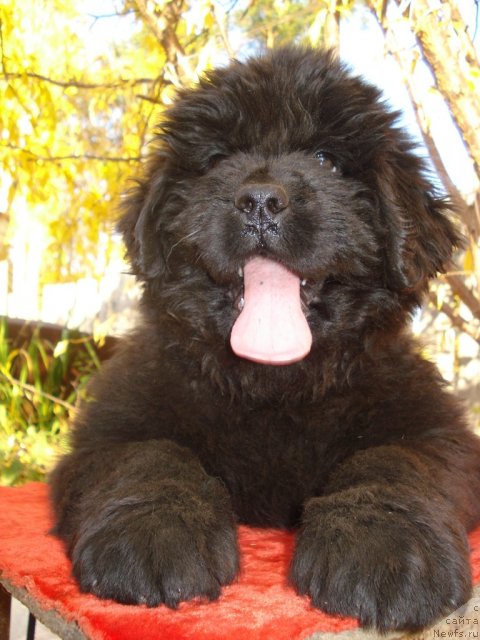 Фото: ньюфаундленд Ih Vyisochestvo Vladlena Madjiks (Их Высочество Владлена Маджикс)