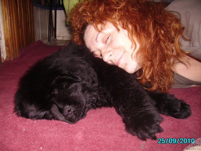 Фото: ньюфаундленд Ih Vyisochestvo Vladlena Madjiks (Их Высочество Владлена Маджикс), Irina Nistratova (Ирина Нистратова)