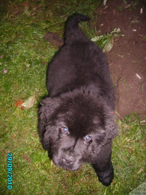 Фото: ньюфаундленд Ih Vyisochestvo Vladlena Madjiks (Их Высочество Владлена Маджикс)