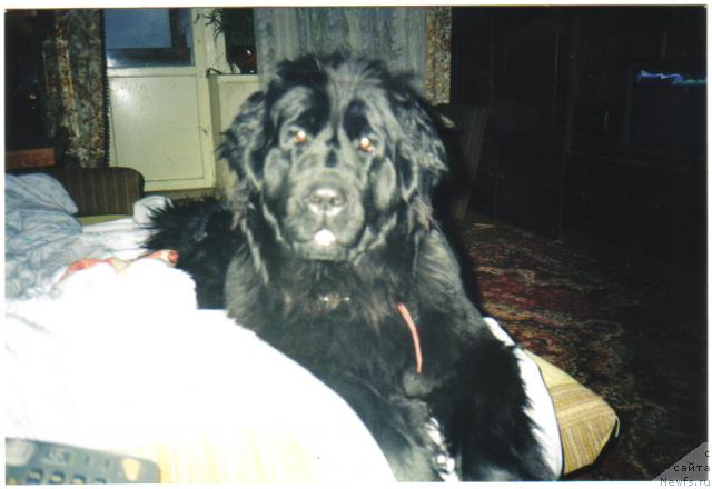 Фото: ньюфаундленд Borghojs Sweet Sascha