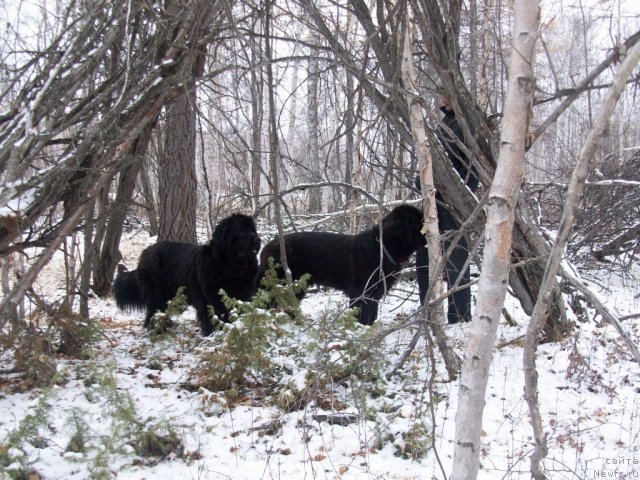 Фото: ньюфаундленд Yarada iz Sibirskoy Glubinki (Ярада из Сибирской Глубинки)