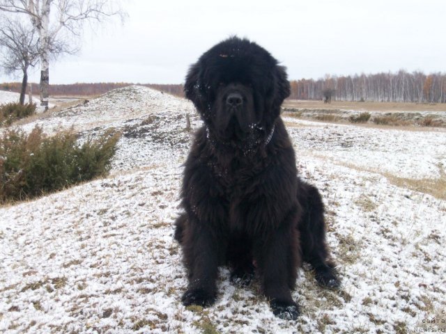 Фото: ньюфаундленд Karat iz Medvejyego Yara (Карат из Медвежьего Яра)