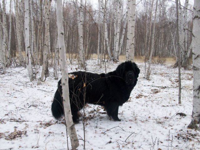 Фото: ньюфаундленд Karat iz Medvejyego Yara (Карат из Медвежьего Яра)