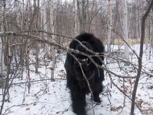 Фото: ньюфаундленд Karat iz Medvejyego Yara (Карат из Медвежьего Яра)